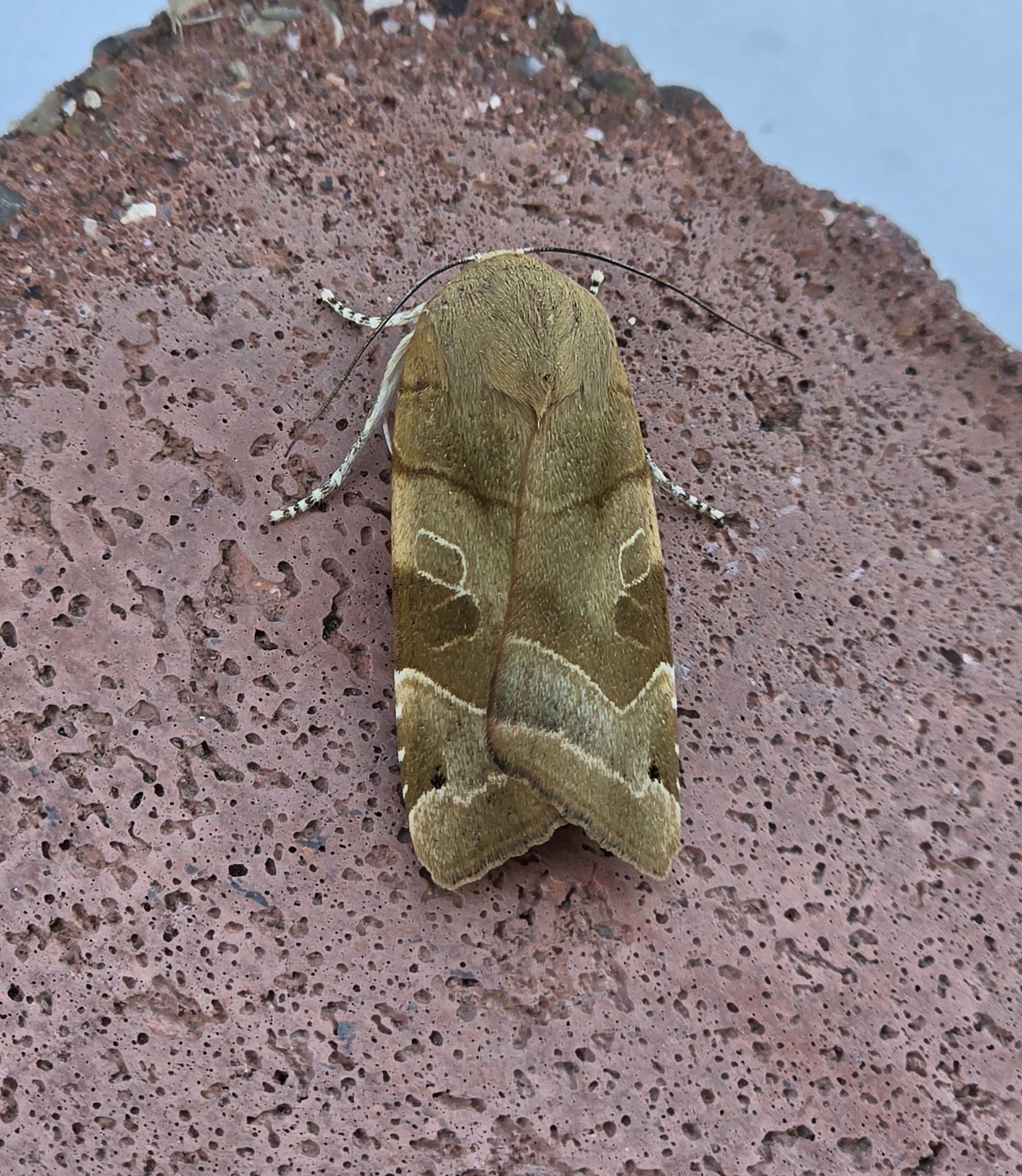 Photo of Broad-bordered Yellow Underwing (Noctua fimbriata)